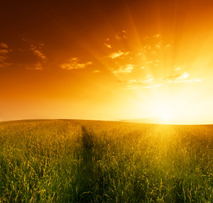 http://www.truedivinenature.com/images/fieldofgrassandsunset.jpg