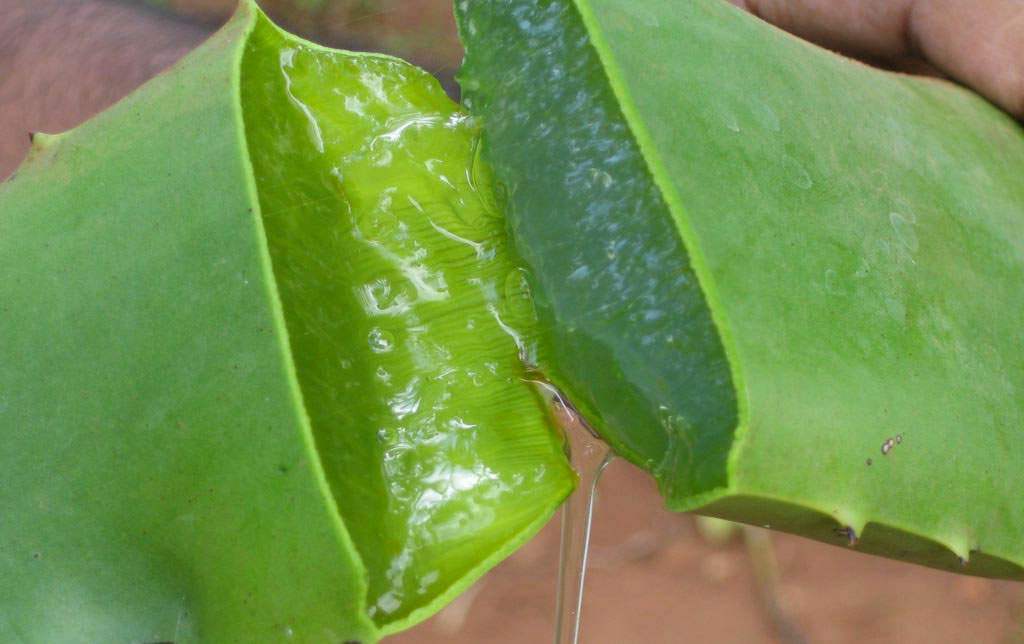 http://fortressofmonotheism.files.wordpress.com/2012/03/gel-aloe-vera11.jpg?w=1125