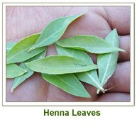 http://fortressofmonotheism.files.wordpress.com/2012/03/henna-leaves.jpg?w=252&h=242