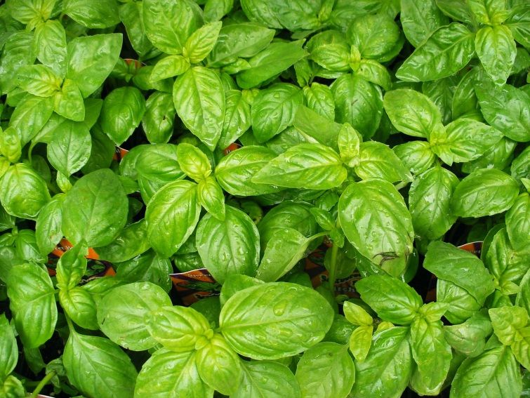 http://1.bp.blogspot.com/-RO1tI3MA14E/TgdQ5uB5PII/AAAAAAAAFBE/fBwQd7lHhp0/s1600/basil.jpg