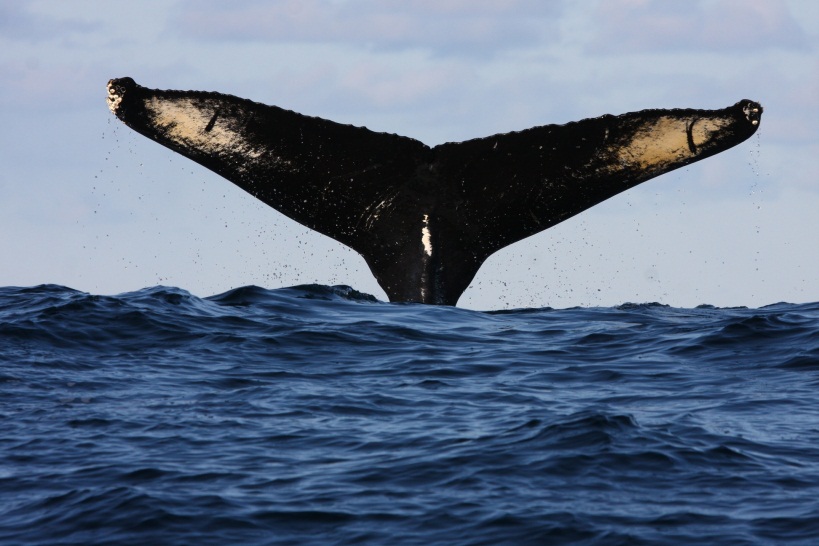 http://www.greatoceanroad.info/wp-content/uploads/2011/12/whale_tours.jpg